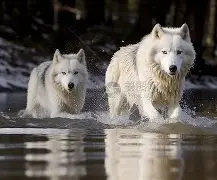 狼队客场告捷，塔芬坎普极具威胁单线进购藏得好，冬季包稳